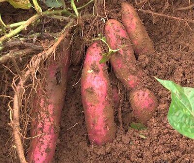 bó 20 cành giống khoai lang nhật vỏ đỏ ruột vàng