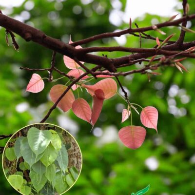 cây bồ đề lá đỏ ấn độ chuẩn giống