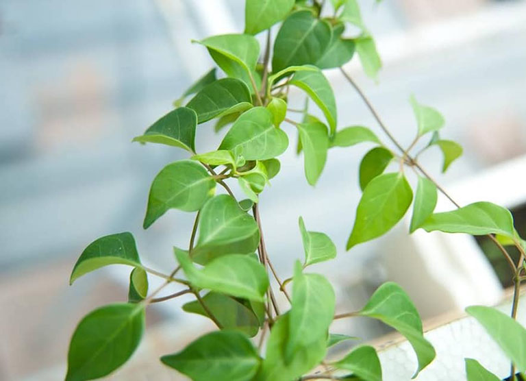 giống cây lá giang nấu canh chua giống cây lá giang nấu canh chua