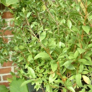 Cây lá móng tay Cây lá móng tay