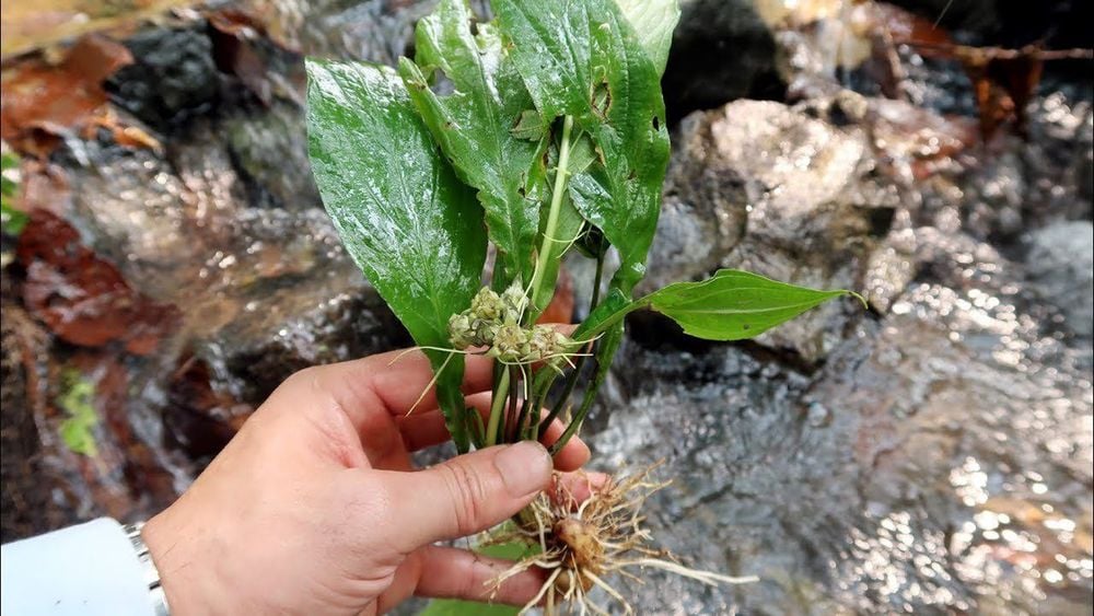 Cây Hồi đầu thảo (củ điền thất)