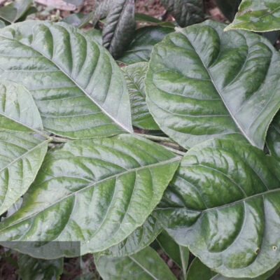 cây húng vịt (cây chanh chó)