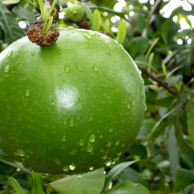 cây giống đào tiên trường sinh