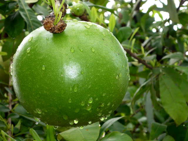 cây giống đào tiên trường sinh cây giống đào tiên trường sinh