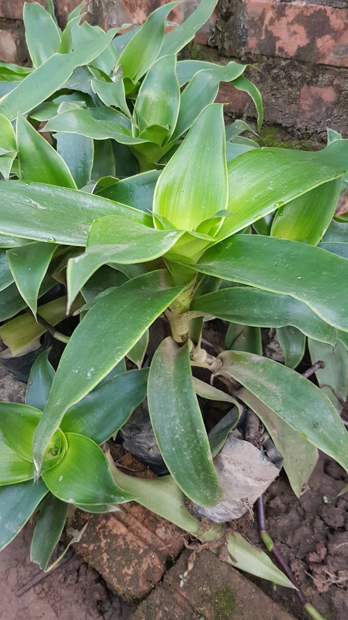 cây lược vàng - cây thảo dược quý cây lược vàng - cây thảo dược quý