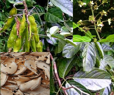 Cây giống MẠ MÂN