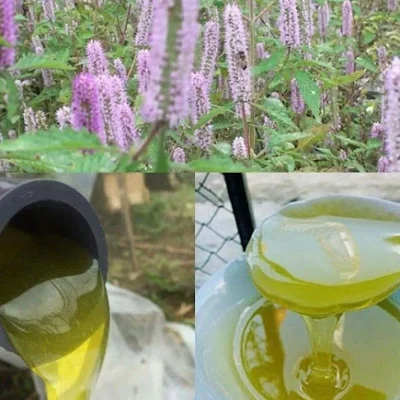 Mật ong Bạc Hà cao nguyên đá Hà Giang