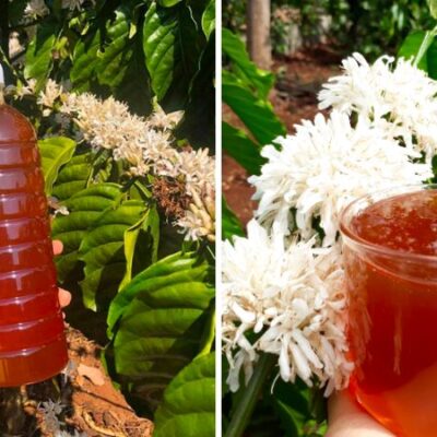 Mật ong hoa cà phê nguyên chất