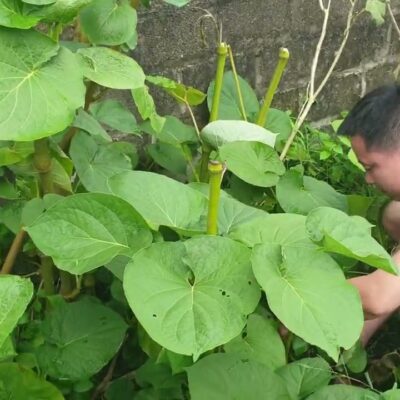 cây lá dổi đất