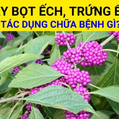 Cây Nàng Nàng (Trứng Ếch, Bọt Ếch - Callicarpa candicans (Burm.f.) Hochr.) chữa mụn nhọt, lở loét