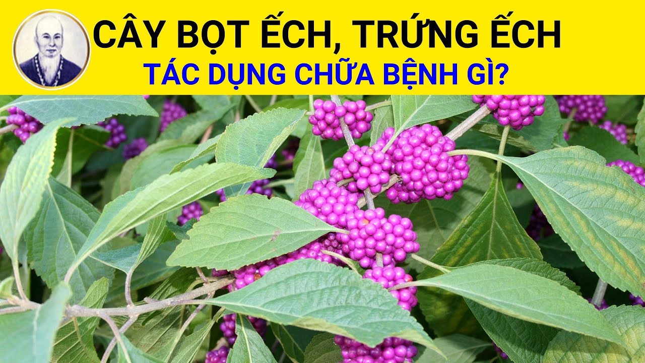 Cây Nàng Nàng (Trứng Ếch, Bọt Ếch - Callicarpa candicans (Burm.f.) Hochr.) chữa mụn nhọt, lở loét Cây Nàng Nàng (Trứng Ếch, Bọt Ếch - Callicarpa candicans (Burm.f.) Hochr.) chữa mụn nhọt, lở loét