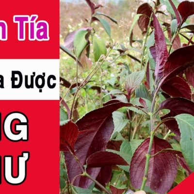 Cây chàm tía (Xỏm Đeng , Dạ Chàm)