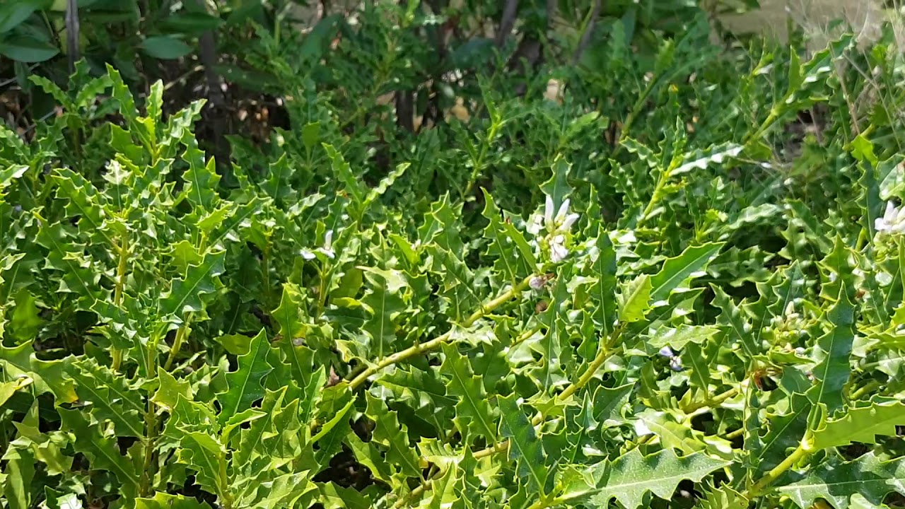 cây ô zô cây ô zô