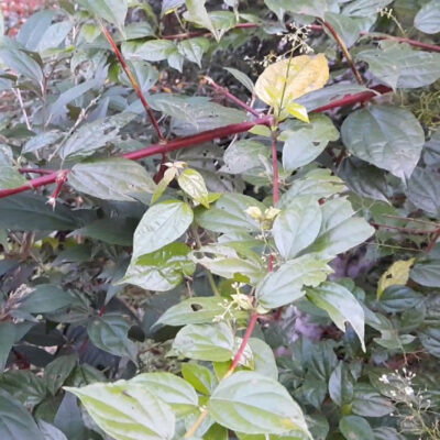 CÂY GIỐNG CÂY XẠ ĐỎ