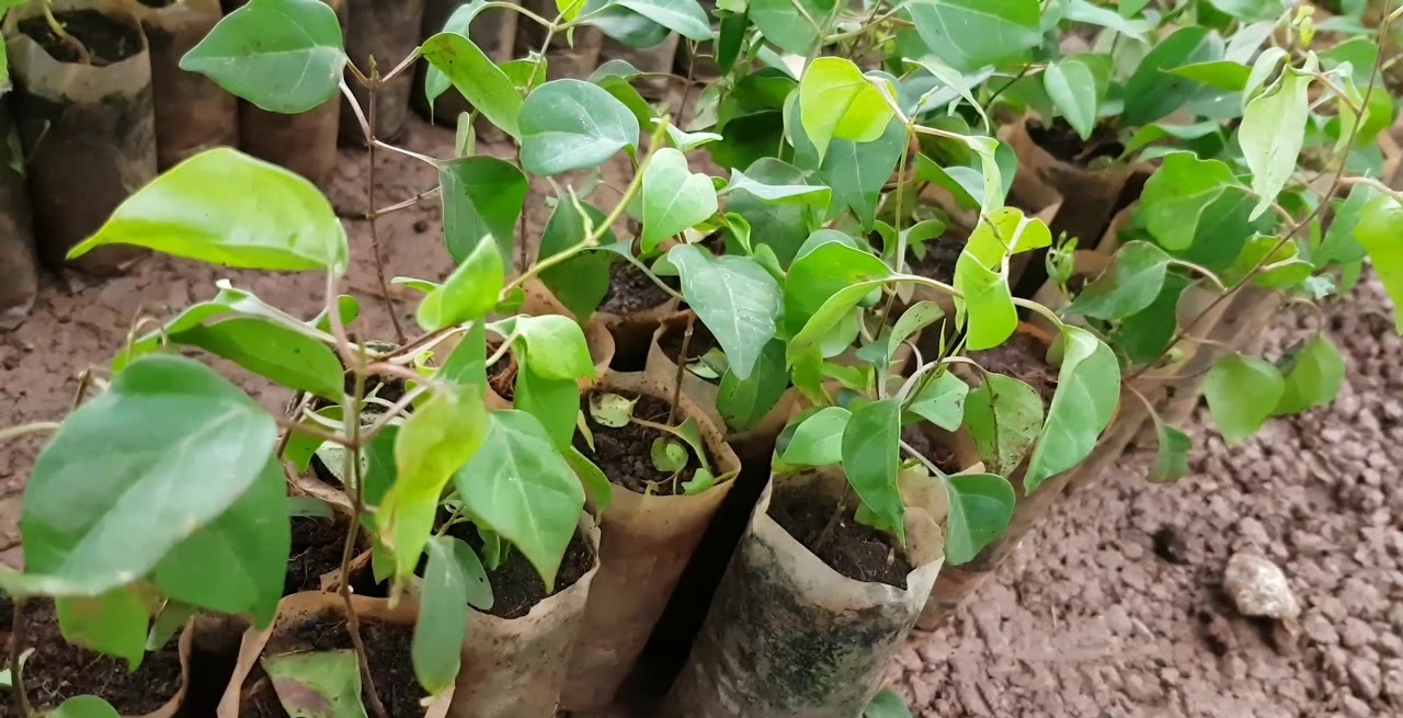 giống cây lá giang nấu canh chua giống cây lá giang nấu canh chua