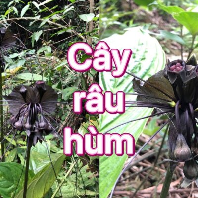 Cây Râu hùm (Tacca chantrieri André) : Vị thuốc trị tê thấp hiệu quả