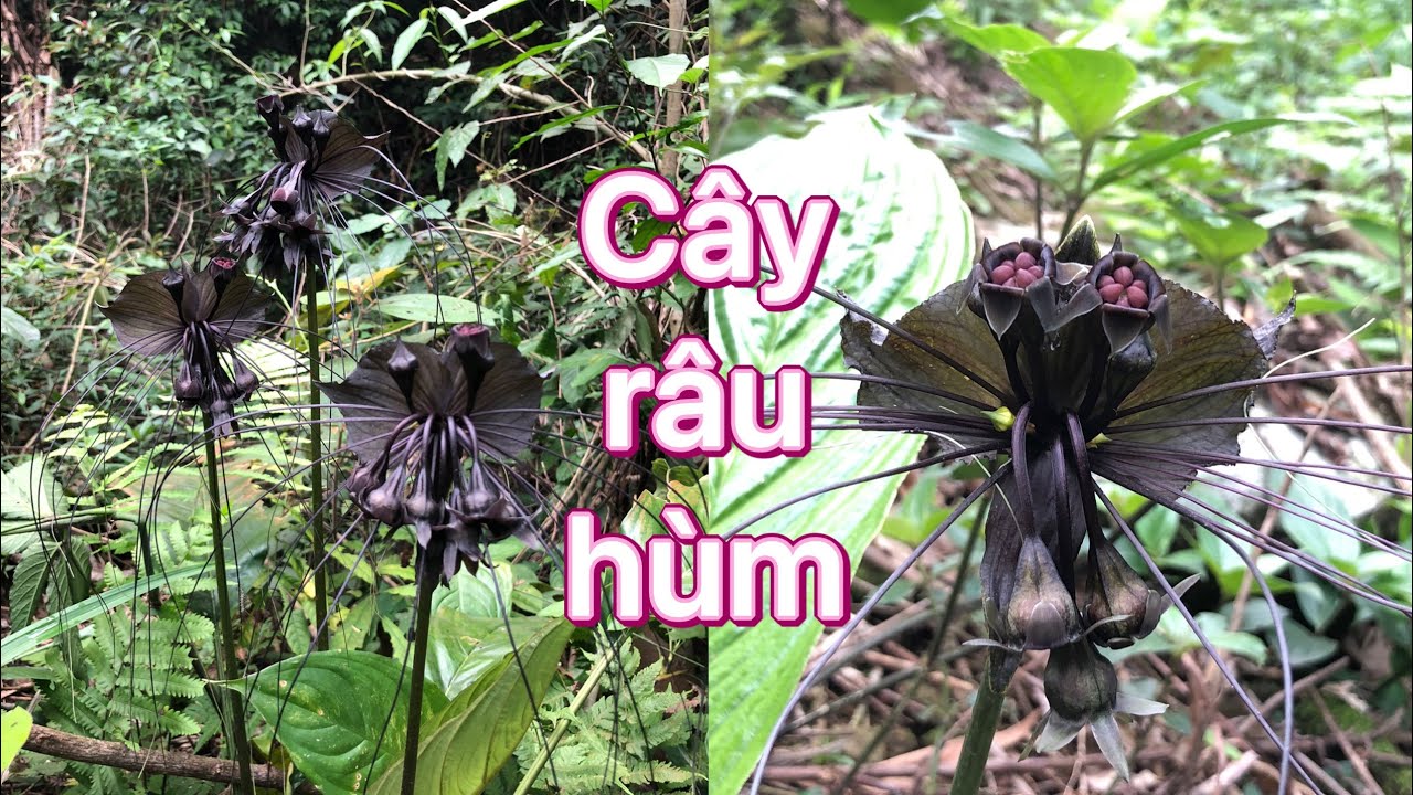 Cây Râu hùm (Tacca chantrieri André) : Vị thuốc trị tê thấp hiệu quả Cây Râu hùm (Tacca chantrieri André) : Vị thuốc trị tê thấp hiệu quả