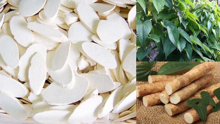 Cây Hoài sơn – Dược liệu quý trong nhà