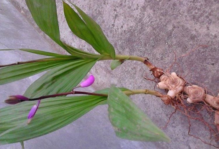 Cây Bạch cập: Dược liệu cầm máu hiệu quả, dễ tìm