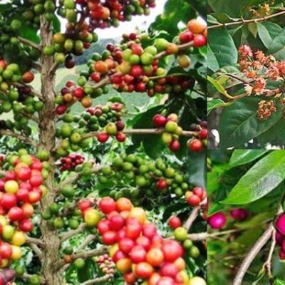 Cây sắn thuyền ( cây xảm thuyền)