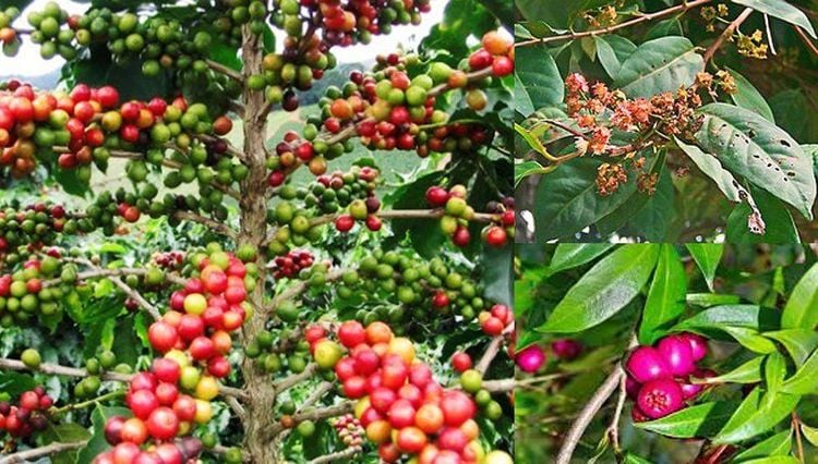 Cây sắn thuyền ( cây xảm thuyền)