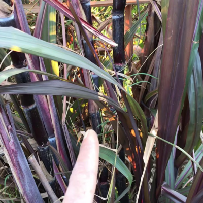 mía tím bách gải