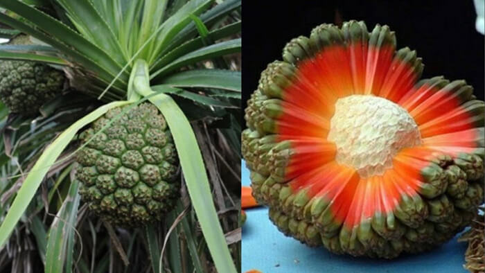 Cây dứa dại Cây dứa dại