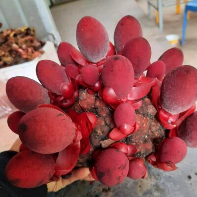 NẤM NGỌC CẨU TƯƠI - 1KG