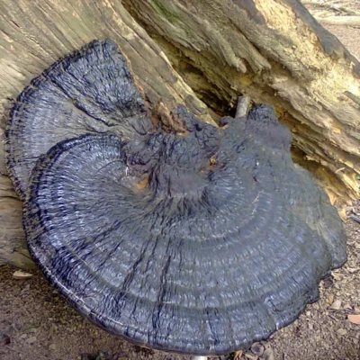 Nấm linh chi rừng đen (hắc chi)