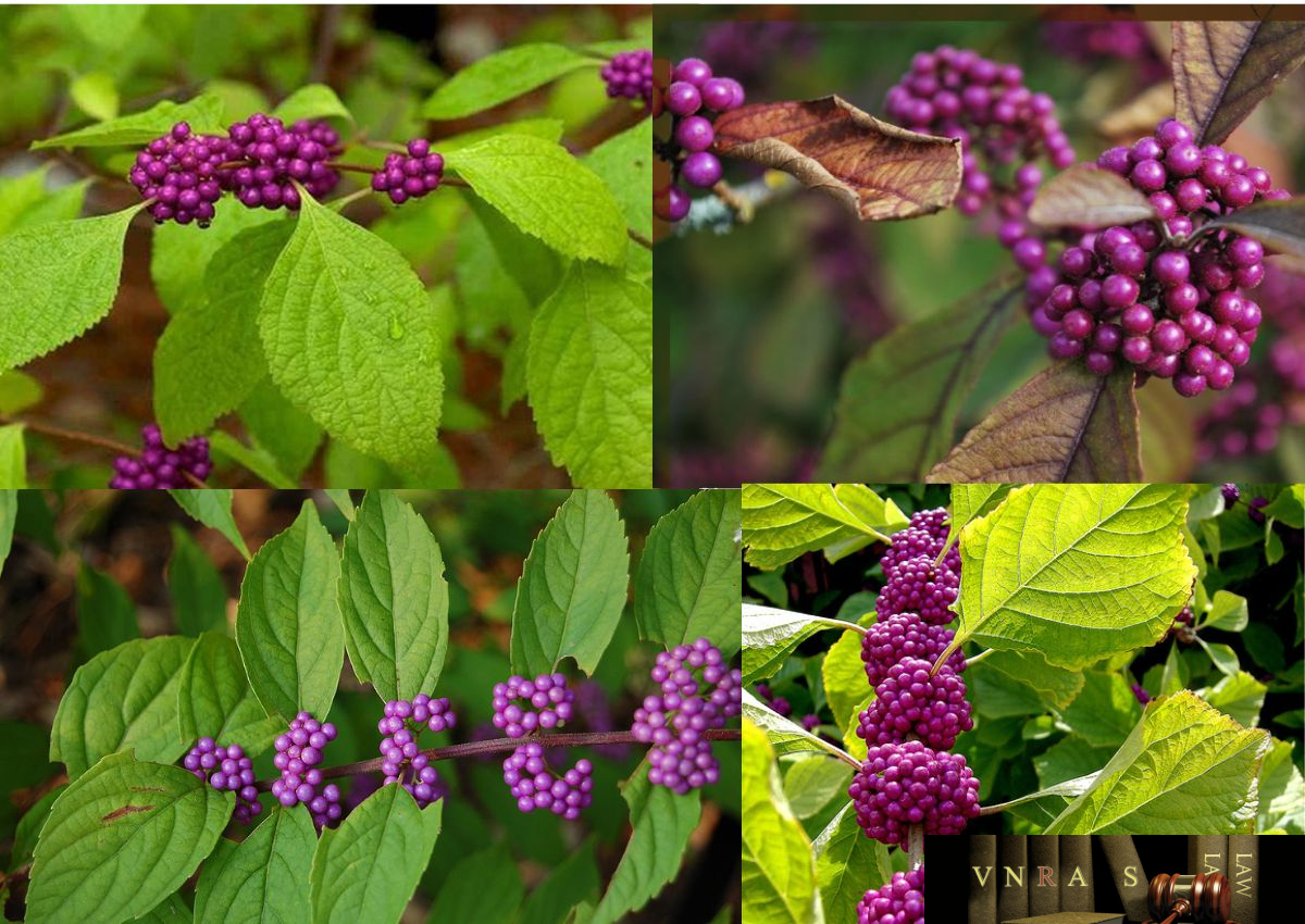 Cây Nàng Nàng (Trứng Ếch, Bọt Ếch - Callicarpa candicans (Burm.f.) Hochr.) chữa mụn nhọt, lở loét Cây Nàng Nàng (Trứng Ếch, Bọt Ếch - Callicarpa candicans (Burm.f.) Hochr.) chữa mụn nhọt, lở loét