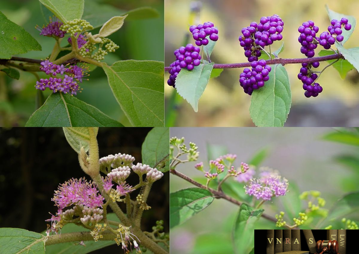 Cây Nàng Nàng (Trứng Ếch, Bọt Ếch - Callicarpa candicans (Burm.f.) Hochr.) chữa mụn nhọt, lở loét Cây Nàng Nàng (Trứng Ếch, Bọt Ếch - Callicarpa candicans (Burm.f.) Hochr.) chữa mụn nhọt, lở loét