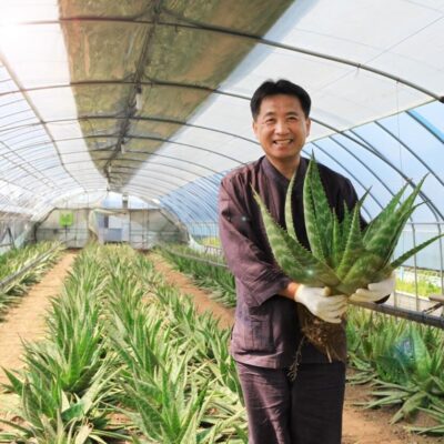 cây giống nha đam sâm Saponaria