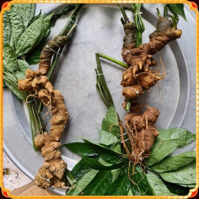 CÂY GIỐNG SÂM LAI CHÂU