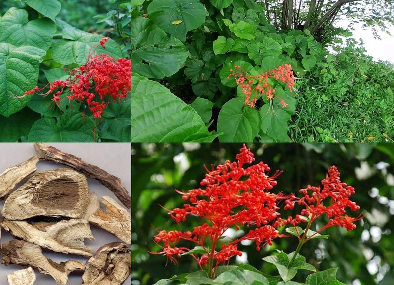 Cây thuốc xích đồng nam