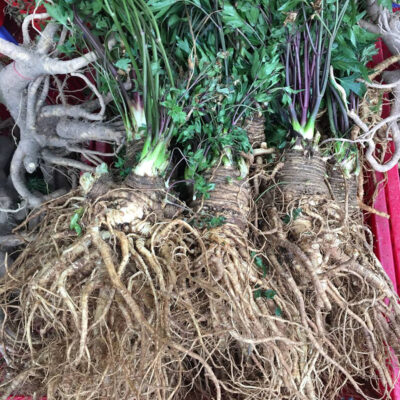 cây sâm đơn quy giống