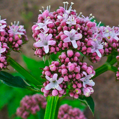 Hạt Giống CÂY Nữ Lang Valerian