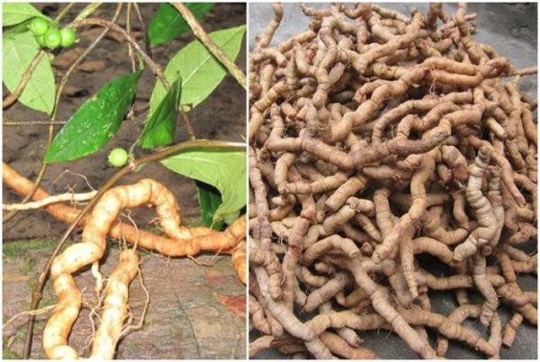 Cây giống ba kích tím Cây giống ba kích tím