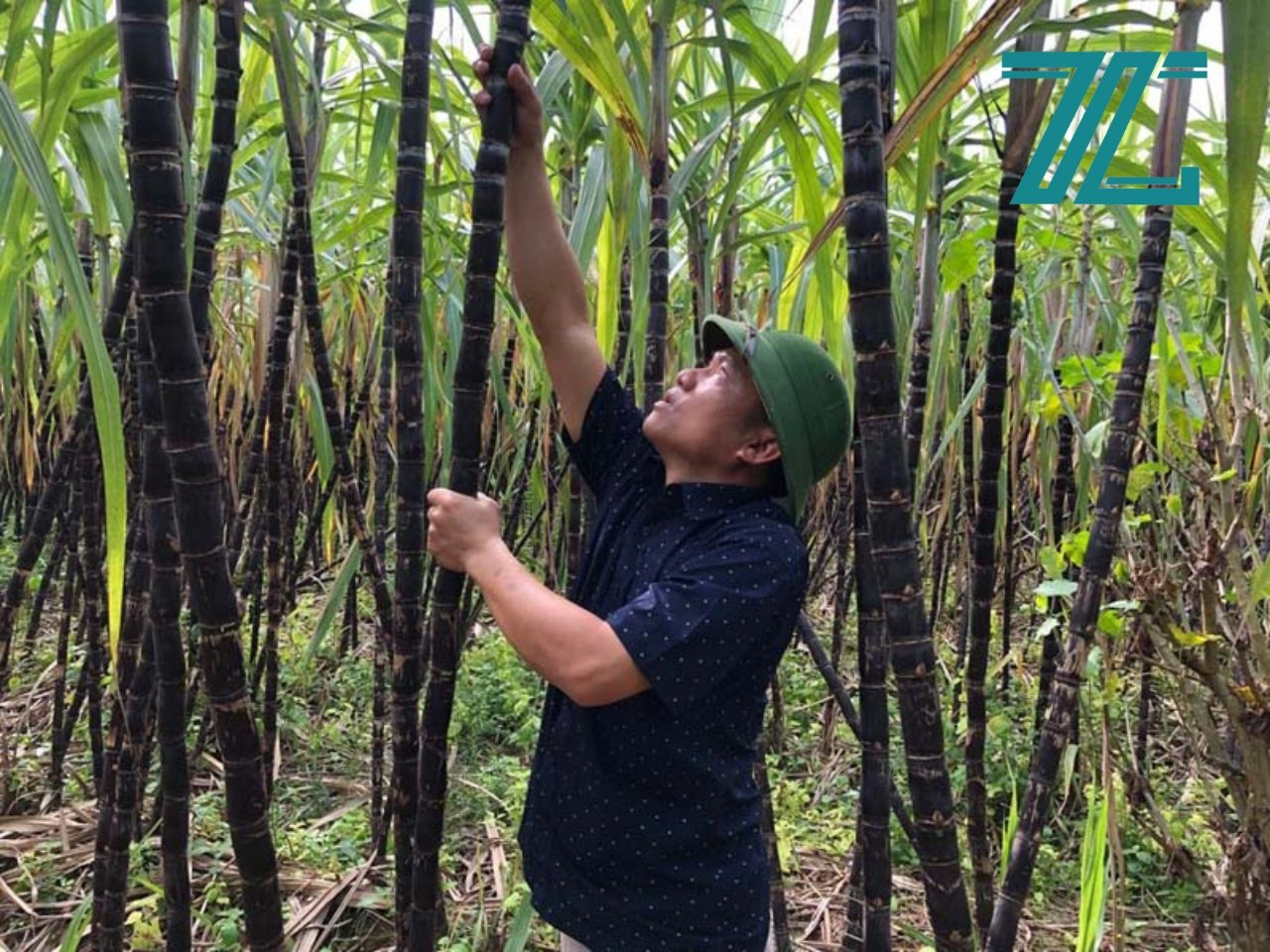 Giống mía đỏ đài loan - mềm , ngọt gắt Giống mía đỏ đài loan - mềm , ngọt gắt