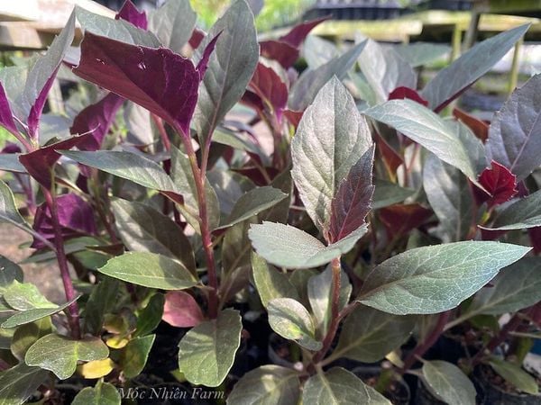 Cây bầu đất tím Cây bầu đất tím