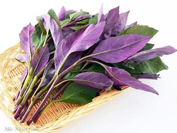 Cây bầu đất tím Cây bầu đất tím