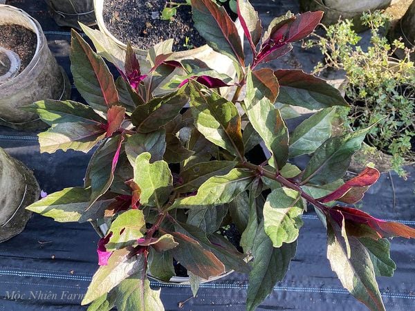 Cây bầu đất tím Cây bầu đất tím