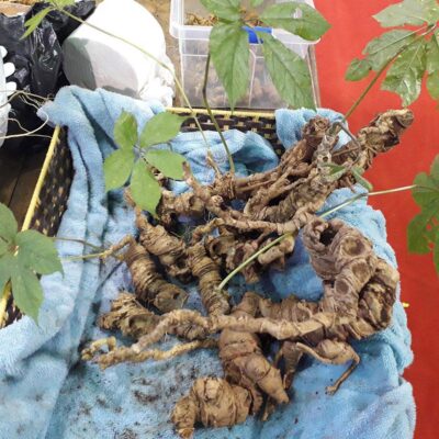 SÂM NGỌC LINH HOANG RỪNG VIỆT NAM