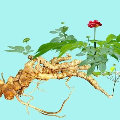 CÂY GIỐNG SÂM NGỌC LINH