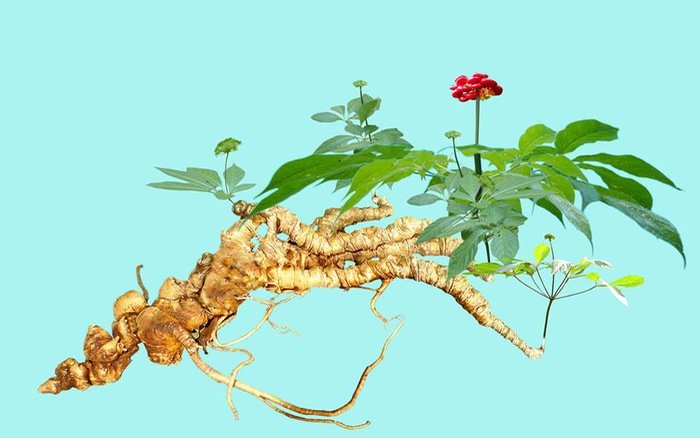 CÂY GIỐNG SÂM NGỌC LINH CÂY GIỐNG SÂM NGỌC LINH