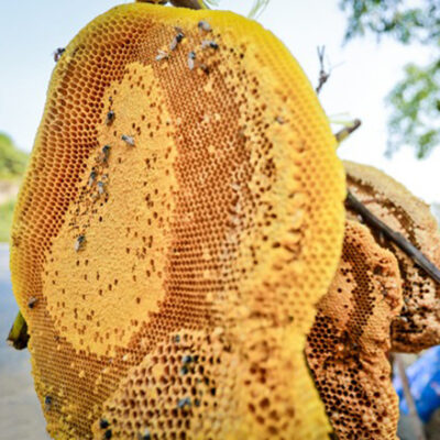 Sáp ong khoái thiên nhiên cắt miếng cả mật ong -1KG