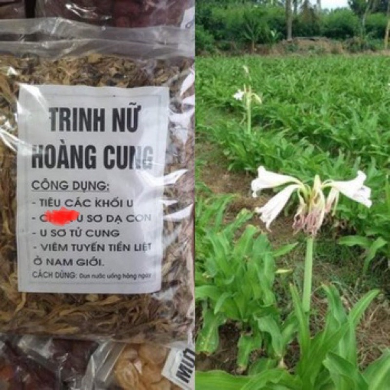 TRINH NỮ HOÀNG CUNG KHÔ -1KG