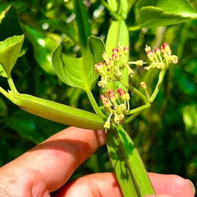 Cây Hồ Đằng bốn cánh