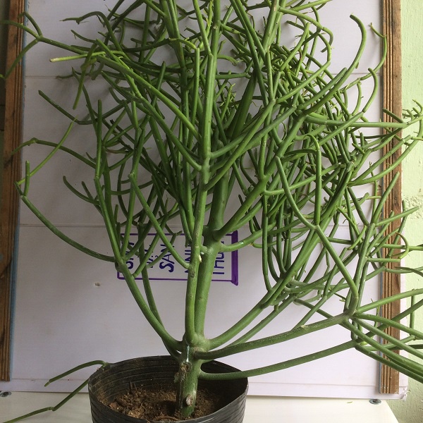 Cây giao (cây xương cá) Cây giao (cây xương cá)