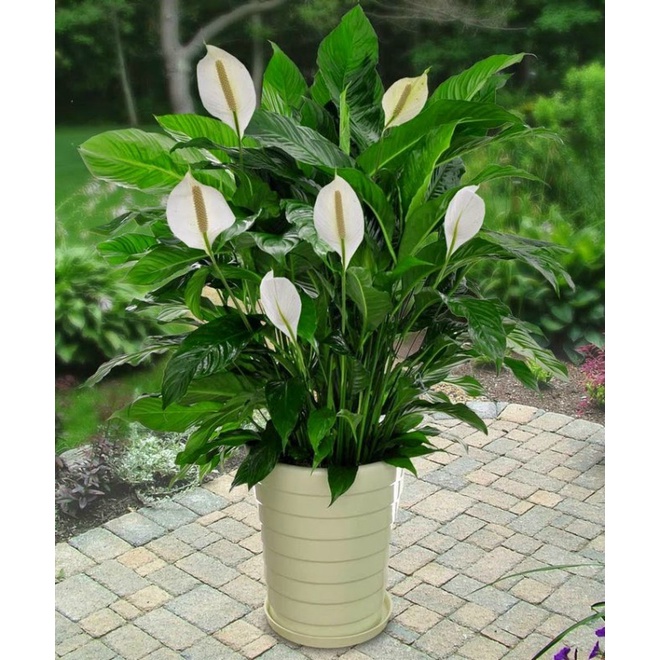 cây lan ý (cây buồm trắng, cây bạch môn) cây lan ý (cây buồm trắng, cây bạch môn)