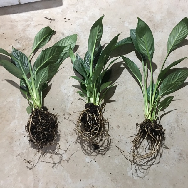 cây lan ý (cây buồm trắng, cây bạch môn) cây lan ý (cây buồm trắng, cây bạch môn)